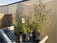 3 Lot of  1 ea 1 Gal Spiraea- Anthony Waterer