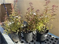 3 Lot of 1 ea 1 Gal Spiraea- Neon Flash