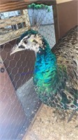 Indian Blue Peacock - 1 Yr Old