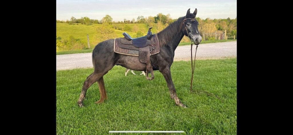 Smoke - 4 YO Grade Gray TWH Gelding