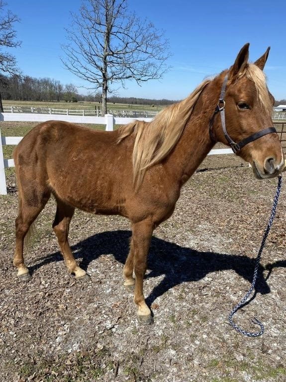 Copper Top - 4 YO Flax Mane/Tail Sorrel Gelding