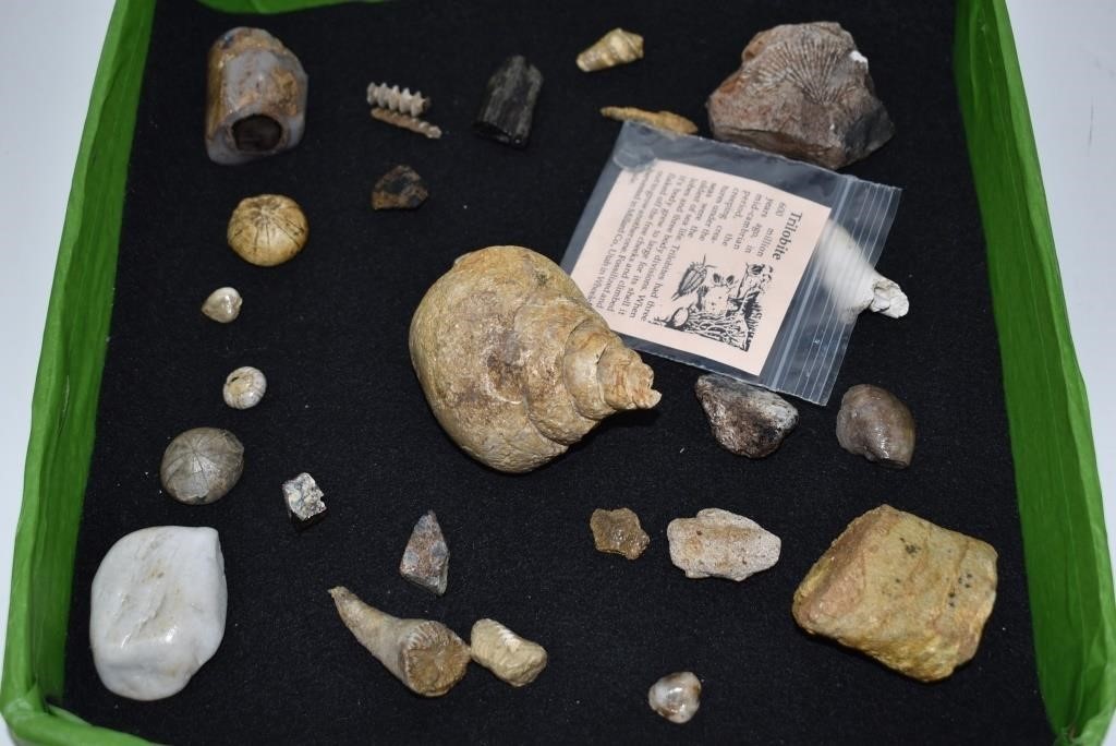 Fossils. Echinoid, Lg Spira Sea Snail, Trilobite