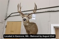 DEER MOUNT