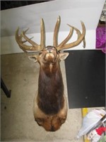 Enormous 8 x 7 full size elk shoulder mount.