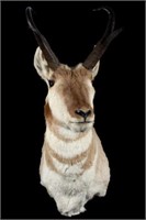 Montana Pronghorn Taxidermy Trophy Shoulder Mount