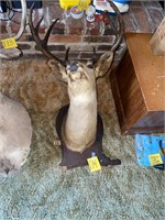VTG Whitetailed deer mount Taxidermy