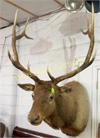 6 point Bull Elk Mount, 36" spread