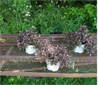 3 Dwarf Purple Weigela Plants
