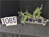 5 Assorted Live Succulent Plants
