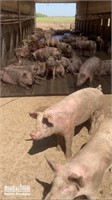 (3) Fat Hogs