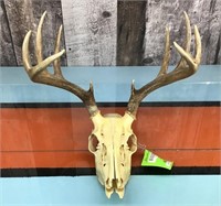 Trophy skull mount with tag