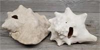 (2) Large Conch Shells