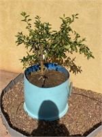 Citrus Tree in Pot