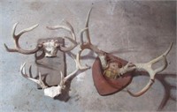 Deer antler mounts.