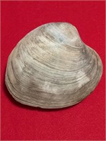 Large Floridian Clam Fossil