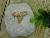 SHARK TOOTH IN MATRIX ROCK STONE LAPIDARY SPECIMEN