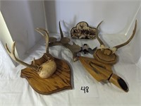 Deer Horn Taxidermy and More
