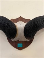 Buffalo Horns Mounted on an Oak Shield Plaque