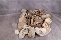 Vintage Seashells, a little Coral, & More!