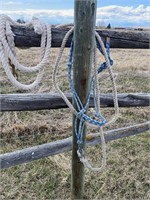 BLUE ROPE HALTER W/ 2 WHITE LEAD ROPES