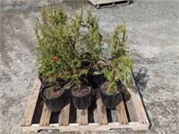 8 Dwarf Juniper