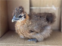 4 Unsexed-Partridge Silkie Chicks