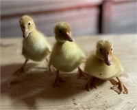 5 Unsexed-White Runner Ducklings