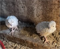 5 Unsexed-White Chuckar Partridge Chicks