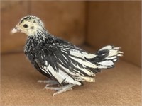 4 Unsexed-Silver Sebright Chicks