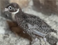 5 Unsexed-Melanistic Mutant Pheasant Chicks