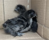 4 Unsexed-Black Silkie Chicks