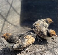 4 Unsexed-Gold Sebright Chicks