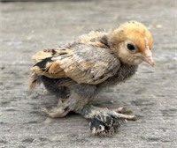 4 Unsexed-Mille Fleur D'uccle Chicks