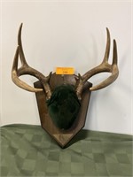 8 pt Antler mount