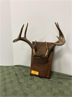 9 pt Antler Mount