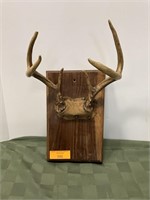 6 pt Antler Mount