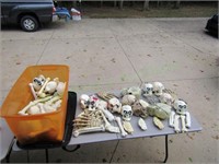 lot of misc skeleton parts w/tote