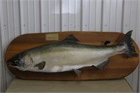 55lb Alaskan King Salmon Mount,53" Long, Caught