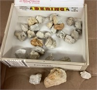 Collection of fossils from Grafton area