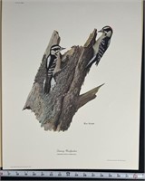 "Downy Wood Pecker" by Ray Harm