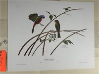 Autographed "Painted Bunting" by Ray Harm