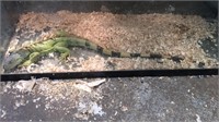 4ft green iguana