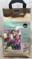 Tulipa Flower Pods