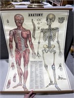 Anotomy Poster Bones & Muscles