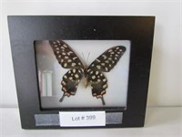 Framed Butterfly from Madagascar