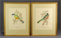 Pair Gould Bird Study Prints