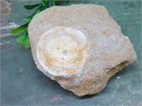 SHARK VERTEBRAE FOSSIL ROCK STONE LAPIDARY SPECIME