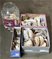 (M) Sea Shells