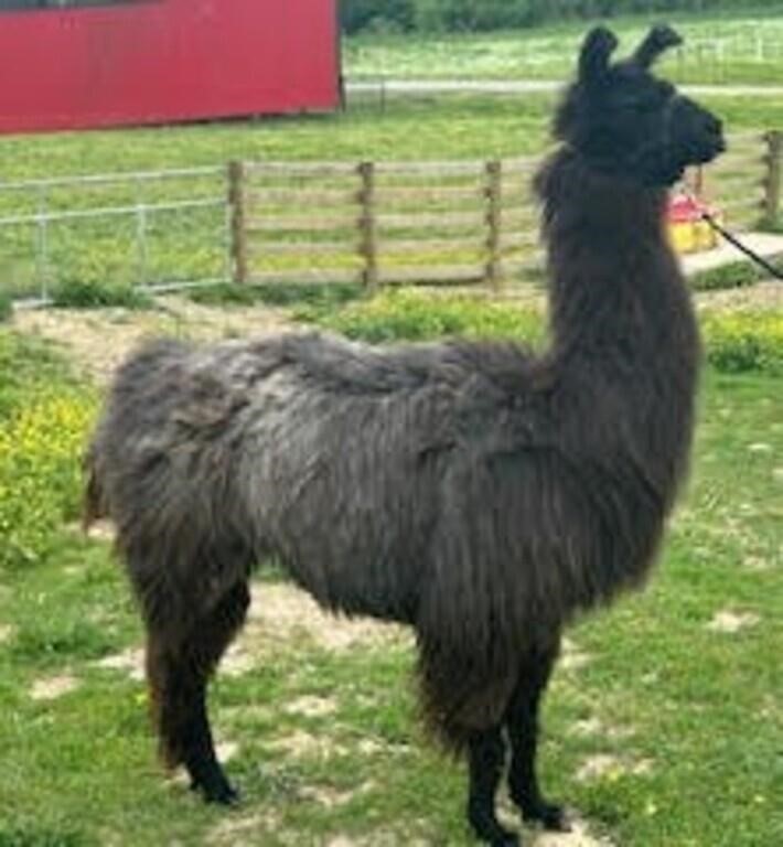 Spring Fling Online Llama Auction 2024