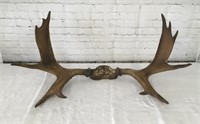 Antique Moose Horns